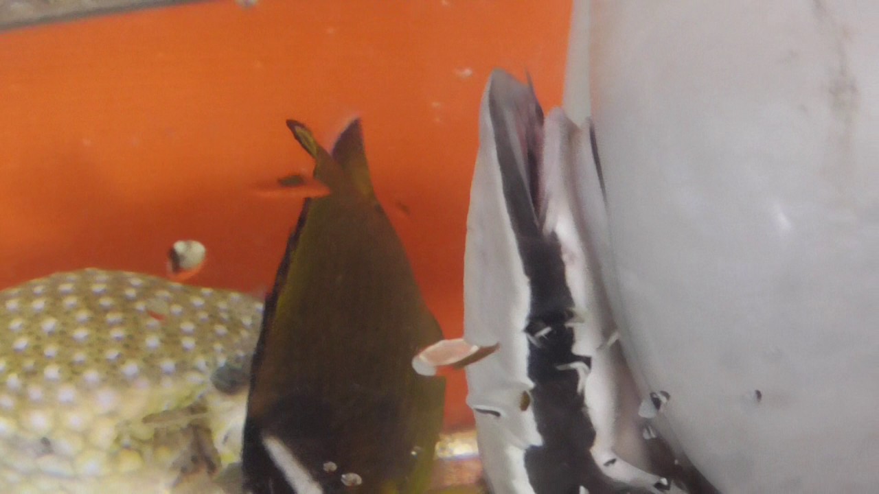 小魚もよく食べるコバンザメ Youtube