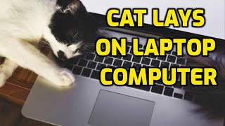 Cat Computer Sleep Cat Sleeping On Computer