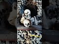 Ossuary Kutná Hora, Czechia