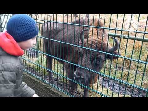 Беловежская пуща экскурсия. #Брест #Беловежскаяпуща