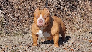 Rick MF James... one of the baddest pocket bullys in the game fam... #americanbully #extreme #abkc