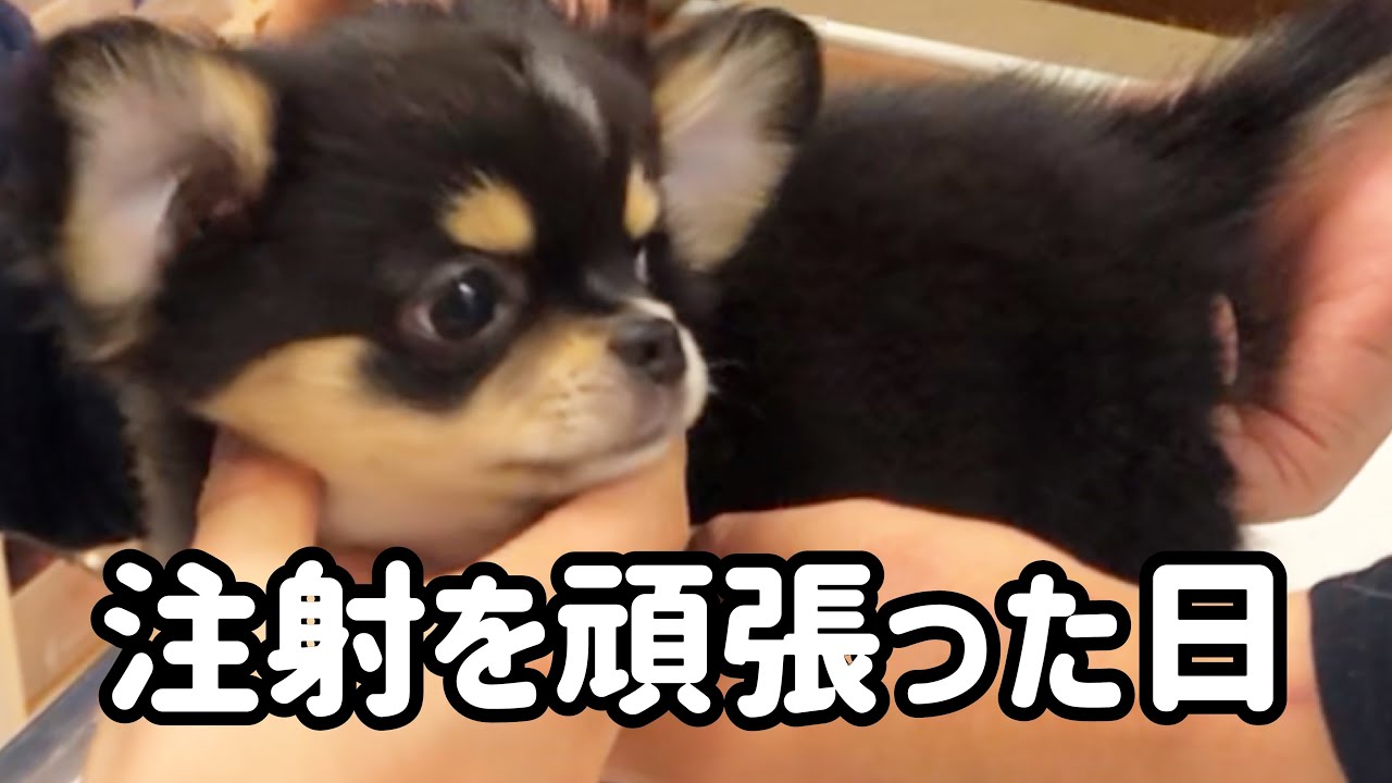 生後3ヶ月の可愛い子犬チワワ お注射ちゃんとできるもん Chihuahua 多頭飼い Dog Youtube