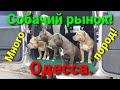 Собачий рынок Одесса. Разные породы собак. ТОП 5 собак.