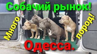 Собачий рынок Одесса. Разные породы собак. ТОП 5 собак.