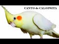Canto Para Calopsita - Aulas de Canto Para Calopsita - Canto Para Calopsita Adulta e Filhote