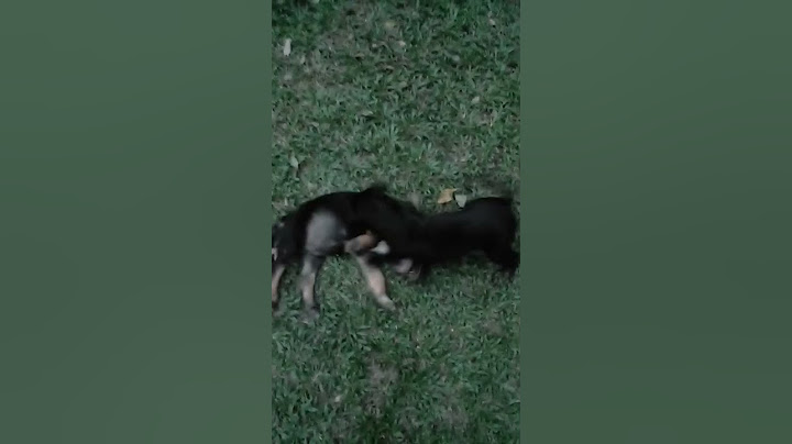binatang pun tahu erti persaudaraan.