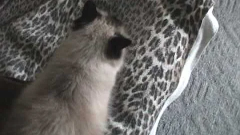 Video 909941: siamese himalayan, himalayan mix, himalayan kitty, sweet himalayan, cat