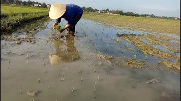 Nông dân cấy lúa bằng tay   hq tổng hợp vlogs