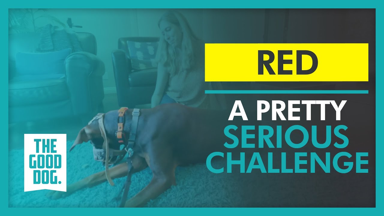 A pretty serious challenge Red The Good Dog Training YouTube