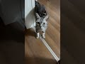 ちょっとあいさつして去っていく猫 #Shorts
