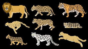 Big Cats - Animals Series - Lion, Tiger - The Kids