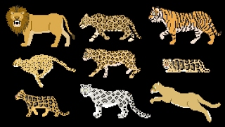 Big Cats - Animals Series - Lion, Tiger - The Kids' Picture Show (Fun & Educational Learning Video)