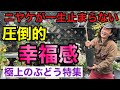 【家庭で育てる極上】ワクワクが止まらなくなることをお約束します 【園芸】【ぶどう】【フルーツリー】