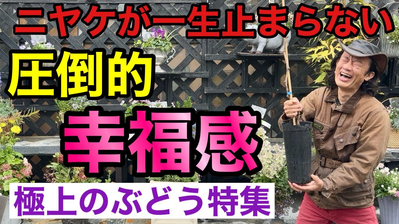 ぶどう 苗木 【天晴（あっぱれ） ［登録品種］】 3年生 ウイルスフリー