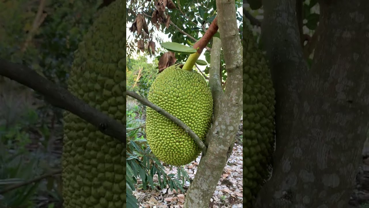 ngày 1 tháng 3, 2026