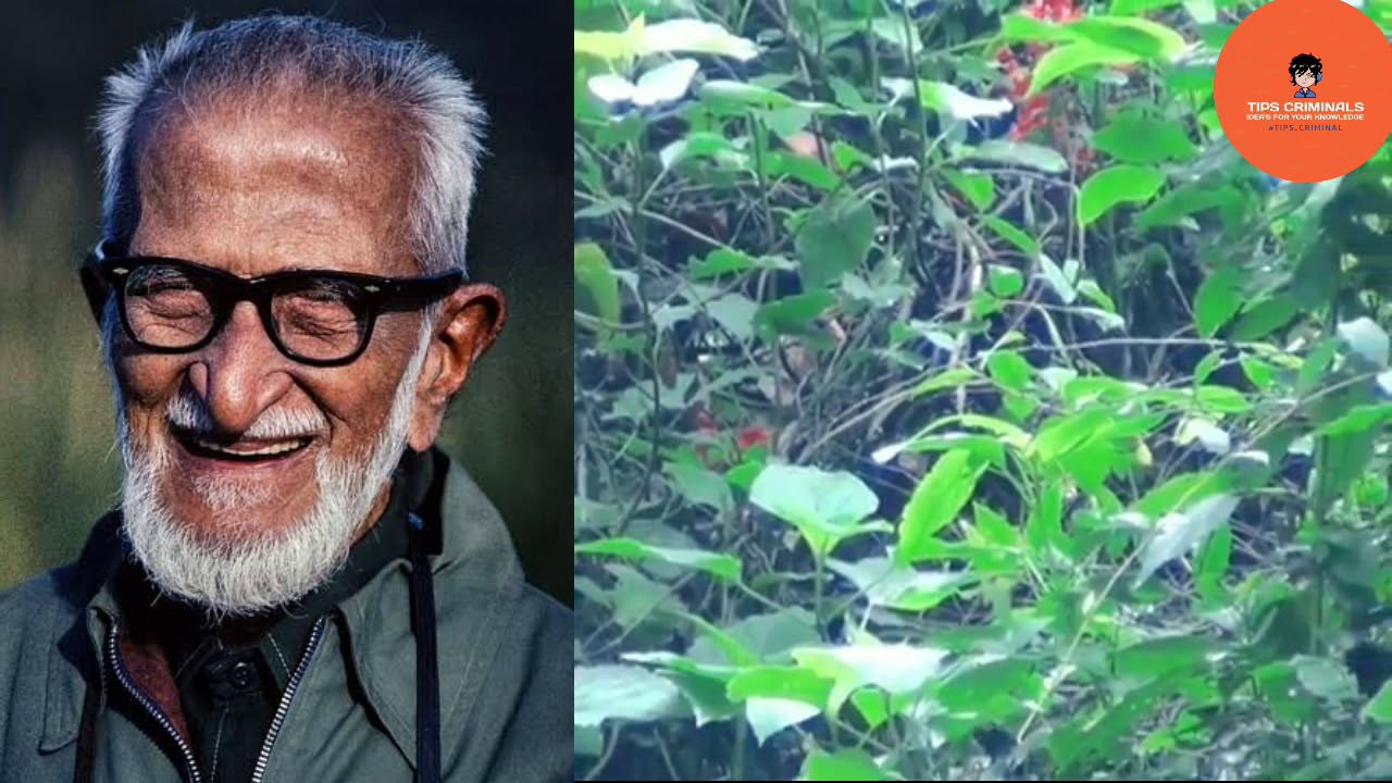 Salim Ali R Did You Know the Person?? | Salim Ali Real Story | Father of Bird Story ...