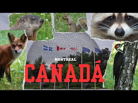 Vídeo: Guia del zoo de Montreal (Museus de la natura de la fauna del Quebec)