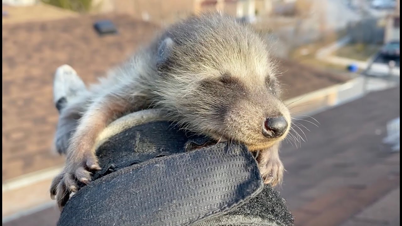 Follow Along | Humane Raccoon Removal - YouTube