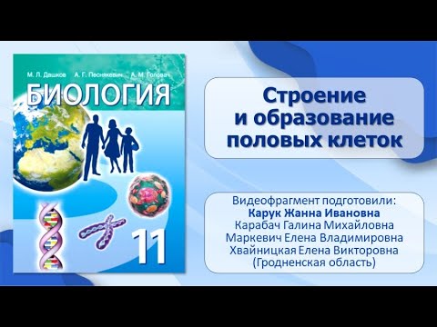 Тема 19. Строение и образование половых клеток