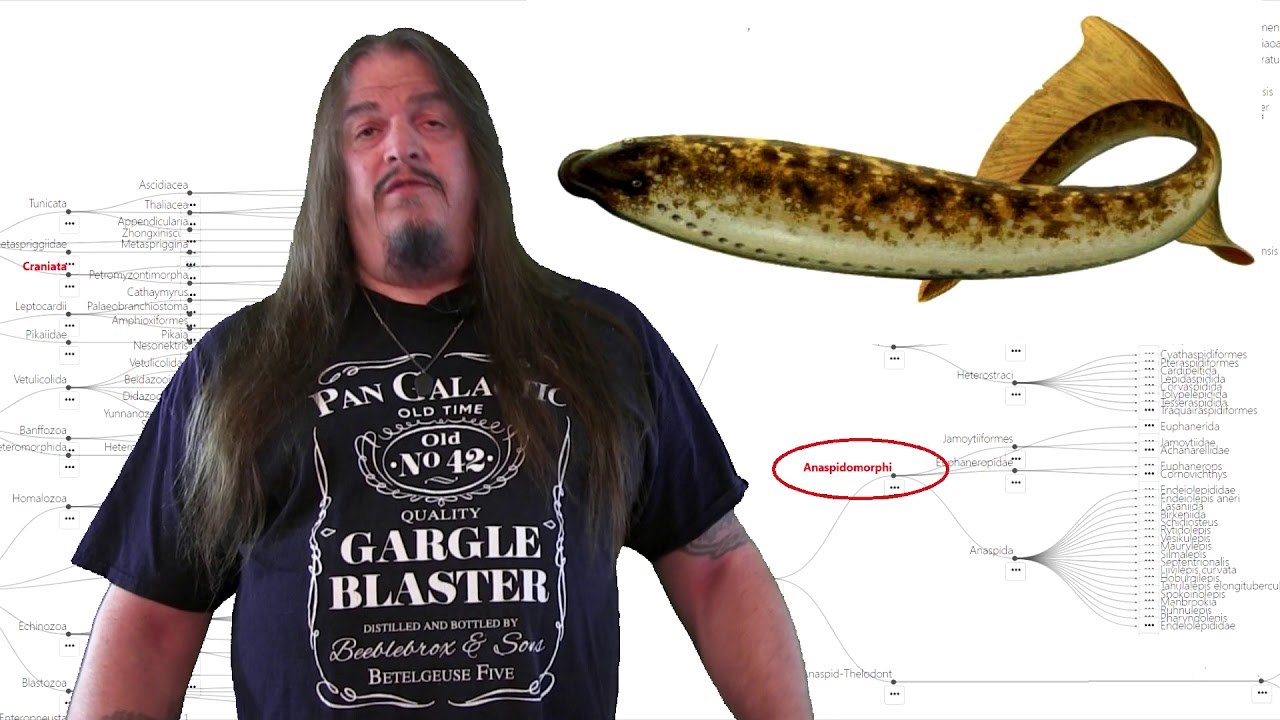 Систематическая классификация жизни, часть 9 – Челюстноротые