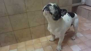 French bulldog barking in the bathroom. Лай французского бульдога в ванной.