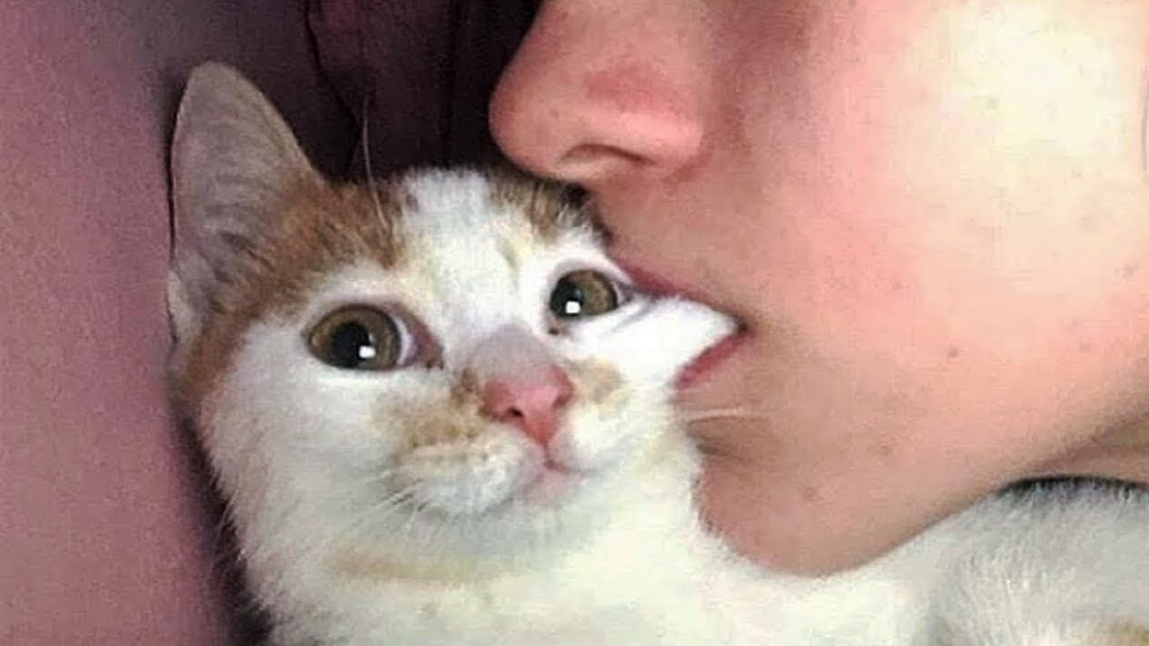 Youtube Video Statistics For おかしい猫 かわいい猫 おもしろ猫動画 Hd 3 Noxinfluencer