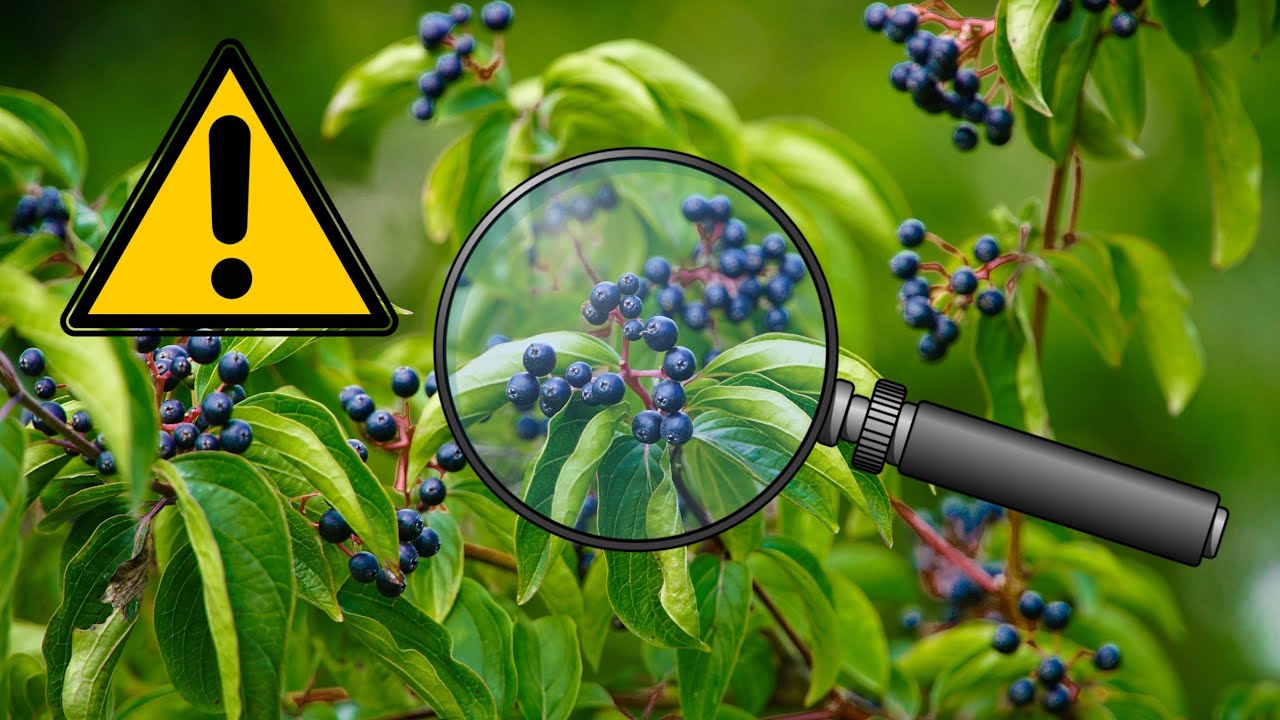 Dereń świdwa, szakłak i kruszyna pospolita. JADALNE OWOCE? #10