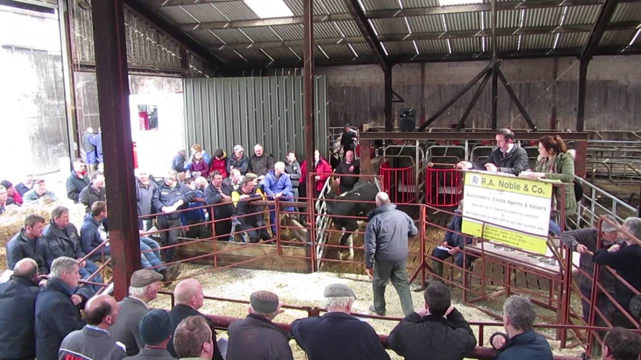 Steady trade at onfarm dairy dispersal sale in Armagh YouTube Steady trade at onfarm dairy dispersal sale in Armagh YouTube