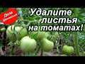Удалите листья на томатах для большого урожая