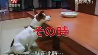 Super Dog - .Antiregeton,Com