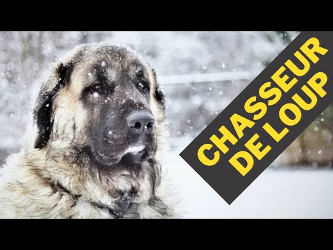 Vidéo: Chien De Berger Anatolien Race De Chien Hypoallergénique, Santé Et Durée De Vie