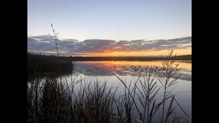 SCWF Webinar: Hunting in South Carolina