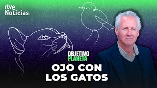 OBJETIVO PLANETA: GATOS, el IMPACTO de nuestras MASCOTAS en la ...