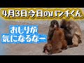 【最新4月3日（金）】今日のパンチくんをお届けします2026.4.3 市川市動植物園 Punch the monkey