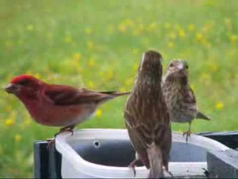 C'est a qui est a par Martin Lon avec des oiseaux