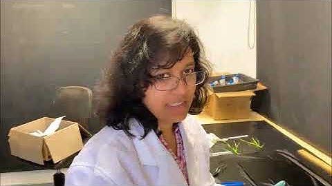 Wheat root phenotyping in semi-hydroponic system