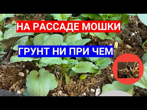 ЗАВЕЛИСЬ В РАССАДЕ МОШКИ - ИЩЕМ ВИНОВНИКА! КАК ИЗБАВИТЬСЯ ОТ КОМНАТНЫХ МОШЕК СЦИАРИД НАВСЕГДА
