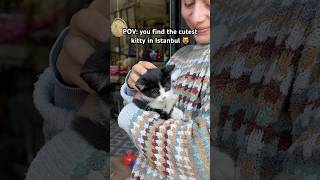 POV: you find the cutest kitty in Istanbul 😻🇹🇷 #istanbul #istanbulcats #turkey