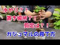 【ガジュマルの育て方】置き場所、水やり、剪定について