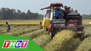 Sử dụng biện pháp an toàn để diệt chuột, bảo vệ sản xuất | THDT