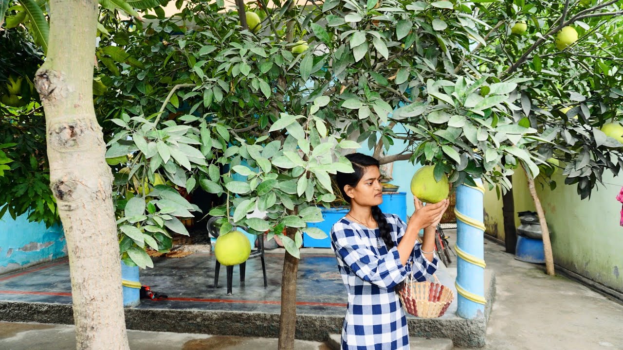 दुनिया का सबसे बड़ा संतरा से बनाई हमने जूस। Pomelo Juice Recipe YouTube