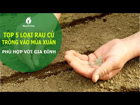 Video: Rau Gieo Hạt Trước - Thông Tin Về Cách Trồng Trước Vườn Cho Mùa Xuân