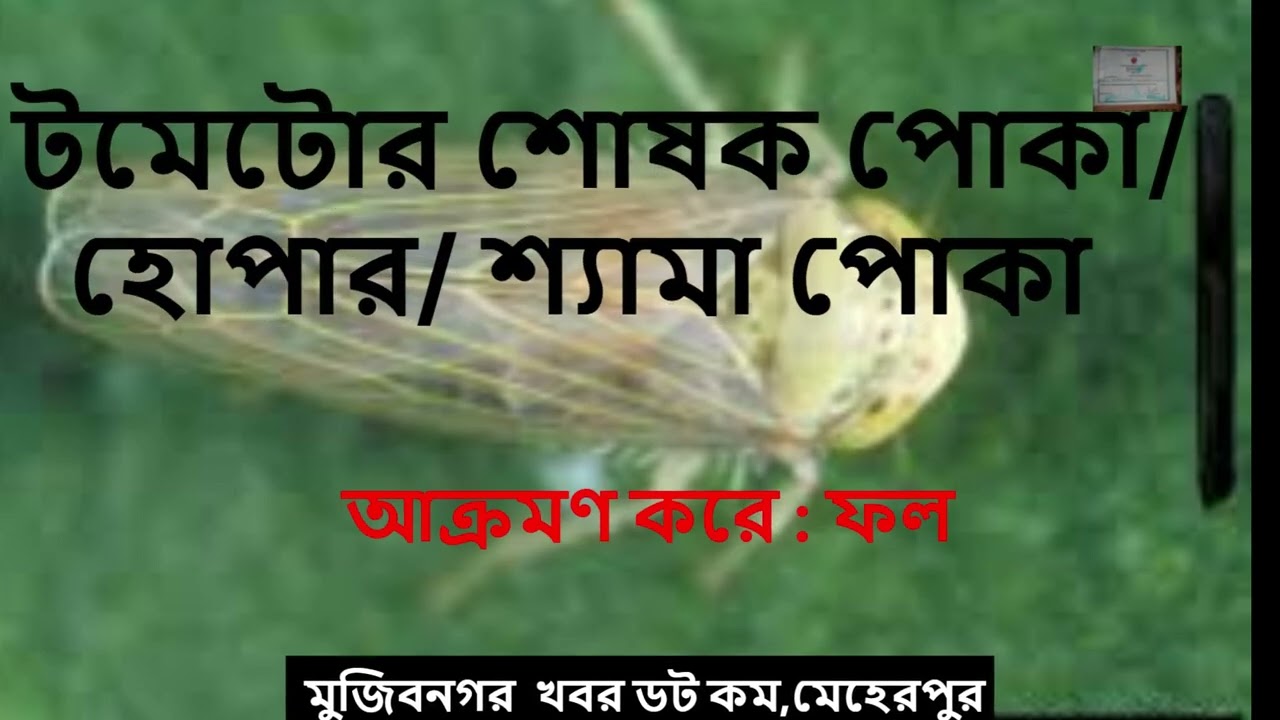 টমেটোর শোষক পোকা/ হোপার/ শ্যামা পোকা