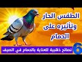 اخبار الطقس الحار وتأثيره على الحمام كيف احافظ على الحمام في الحر 6 نصائح للعناية بالحمام في الصيف