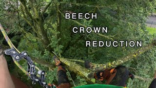 Beech crown reduction (SRT climbing with roperunner pro, redirects and CT cric)