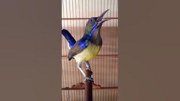 korlap gacor fuul tembakan #shorts #kolibrikelapa #sunbird #burungkicau #burungmasteran