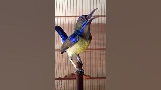 korlap gacor fuul tembakan #shorts #kolibrikelapa #sunbird #burungkicau #burungmasteran