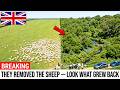 One Family Took the Sheep Off a Cornish Hillside — Britain's Hidden Rainforest Came Back to Life