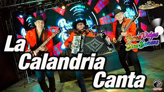 Los Hijos Del Pueblo - La Calandria Canta (video oficial)