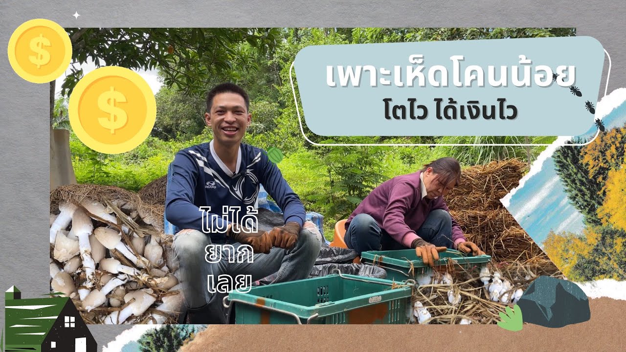 เพาะเห็ดโคนน้อย ไม่ได้ยากเลย แถมโตไว ได้เงินไว
